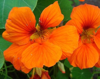 4 Servietten ~ Nasturtium Kapuzinerkresse Blütenranken Blumen
