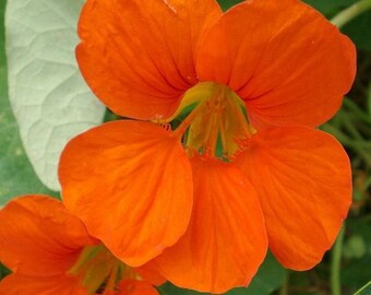 4 Servietten ~ Nasturtium Kapuzinerkresse Blütenranken Blumen