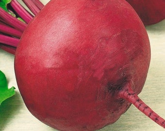 Rouge foncé de Betterave Graines delikatesnaya délicatesse russe Heirloom beetrot non OGM