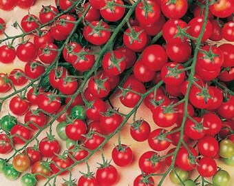 Sacar semillas de tomate Sacar semillas de tomate
