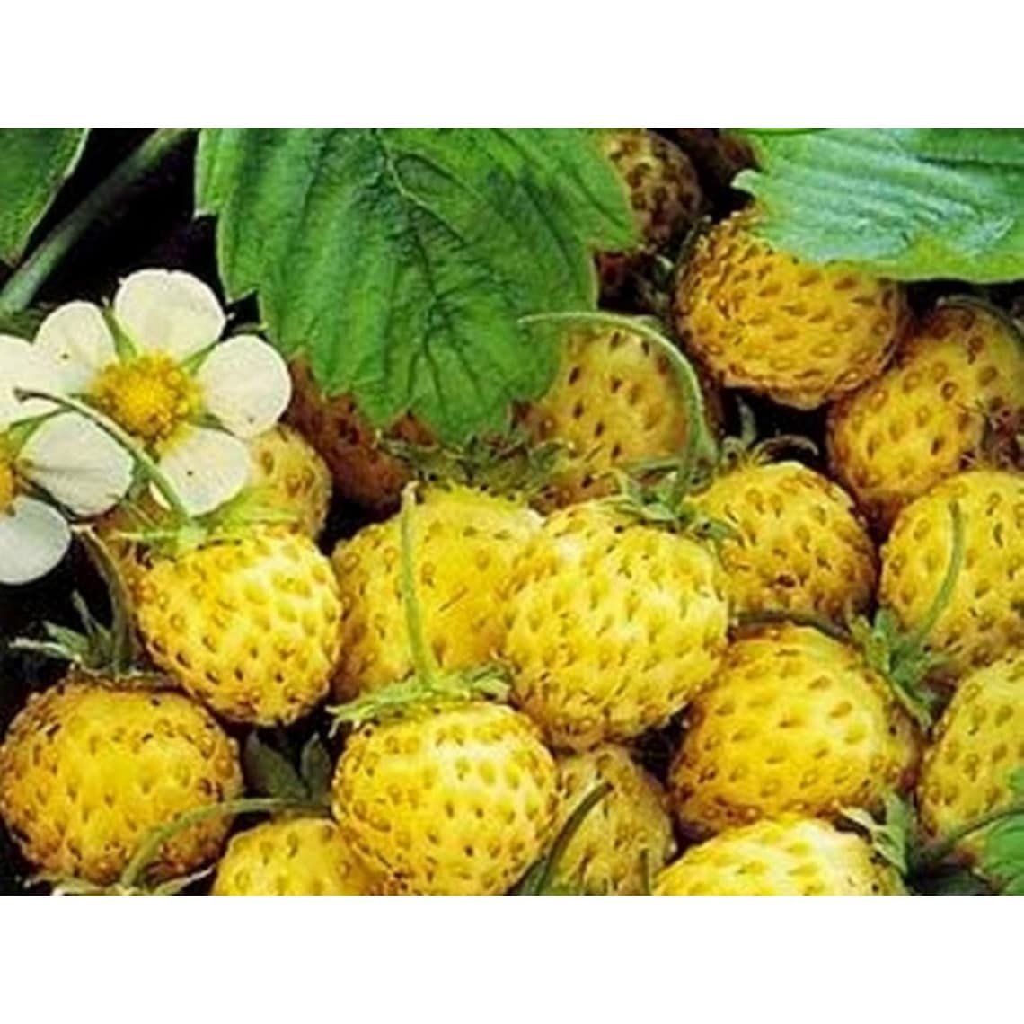 Alpine Strawberry Yellow Miracle Heirloom Seeds NON GMO for Etsy