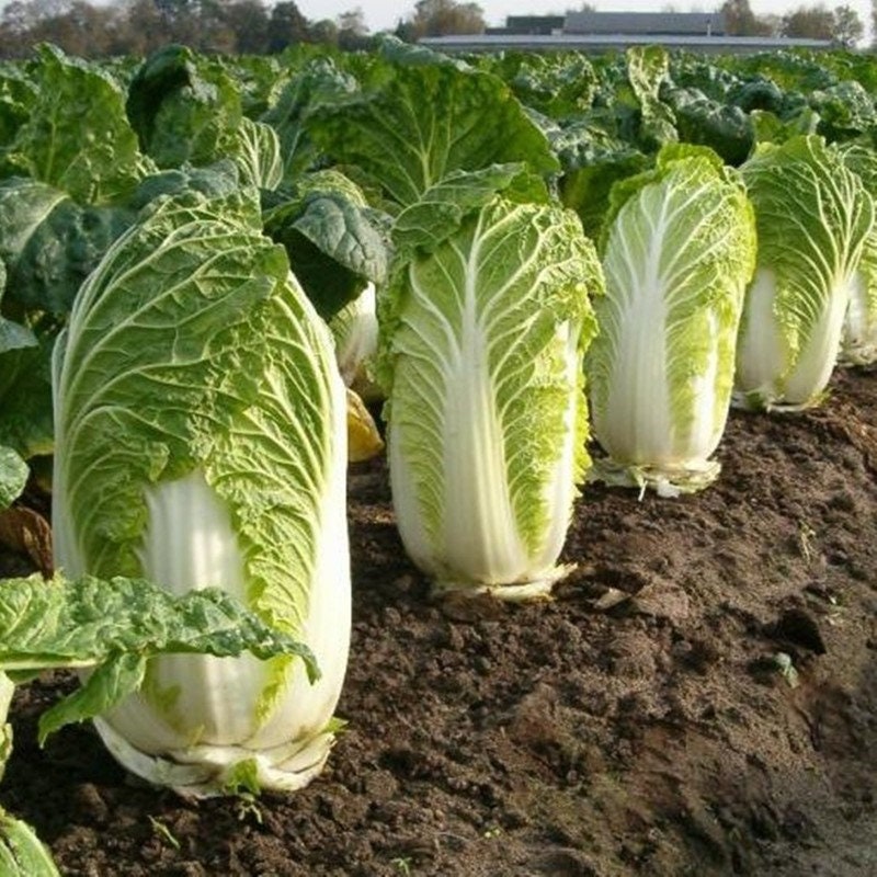 Napa Chinese Cabbage Miss China Heirloom Seeds NON GMO for