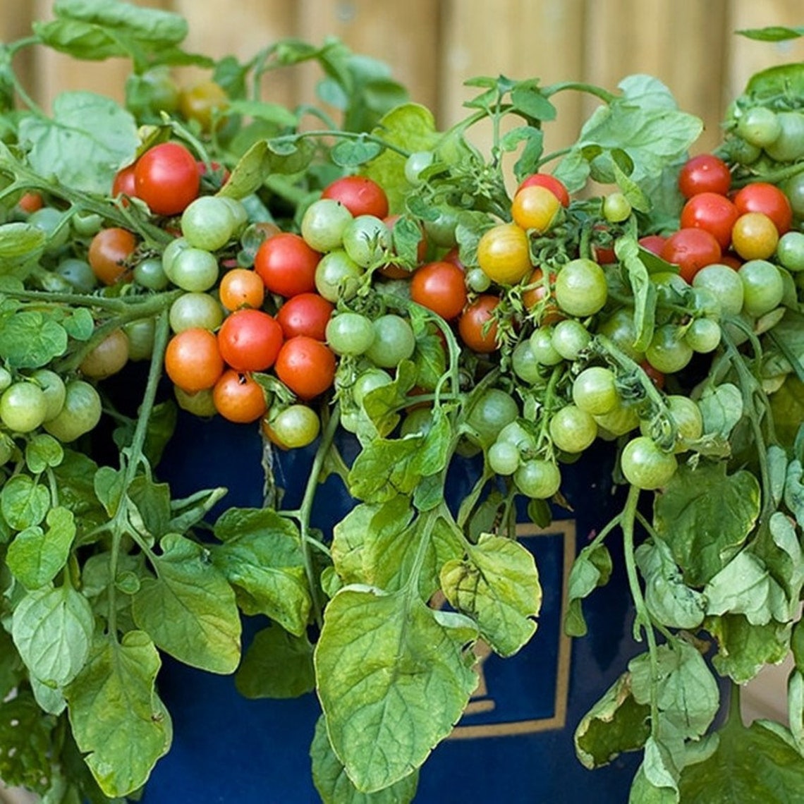 Dwarf Cherry Tomato Bajaja Open pollinated Seeds NON GMO