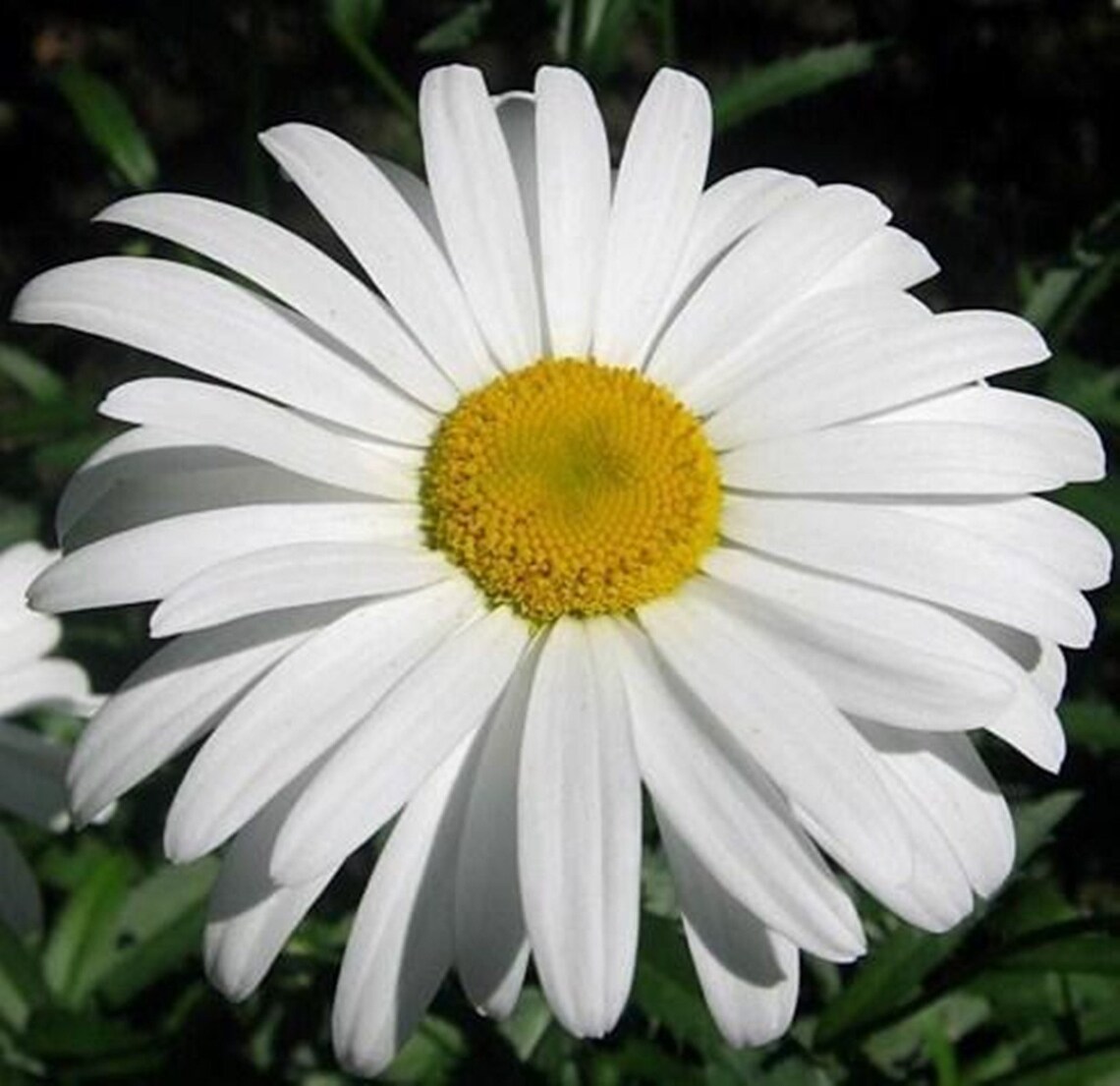 Daisy Silver Princess Open Pollinated Seeds NON GMO for Etsy