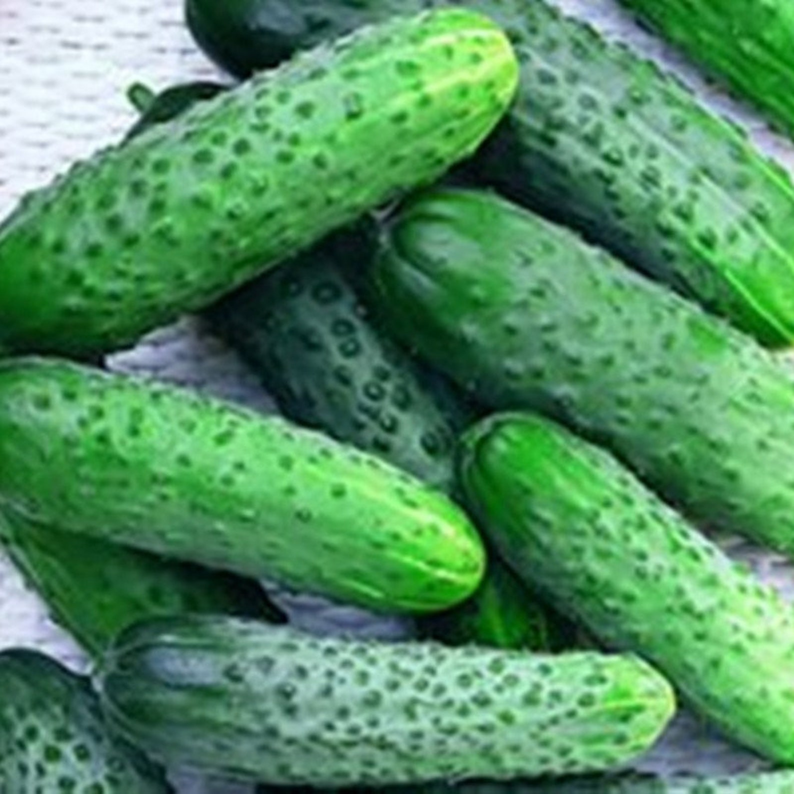 Cucumber Parisian Cornichon Heirloom Seeds NON GMO for Etsy