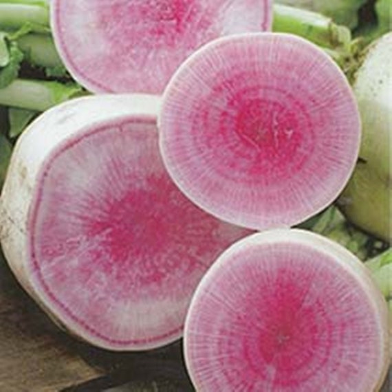 500 SPARKLER WHITE TIP RADISH Sweet European Red Raphanus Sativus Vegetable Seed