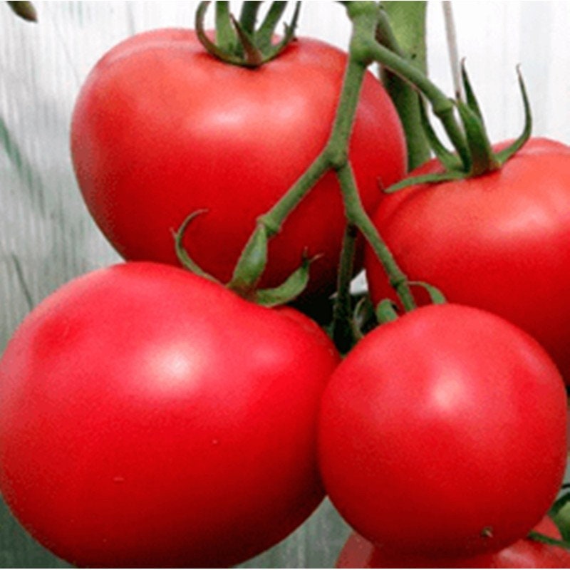 томат мексиканец. томат белла росса. томат изобильный f1. помидор сибирский изобильный. томат сорт изобильный.