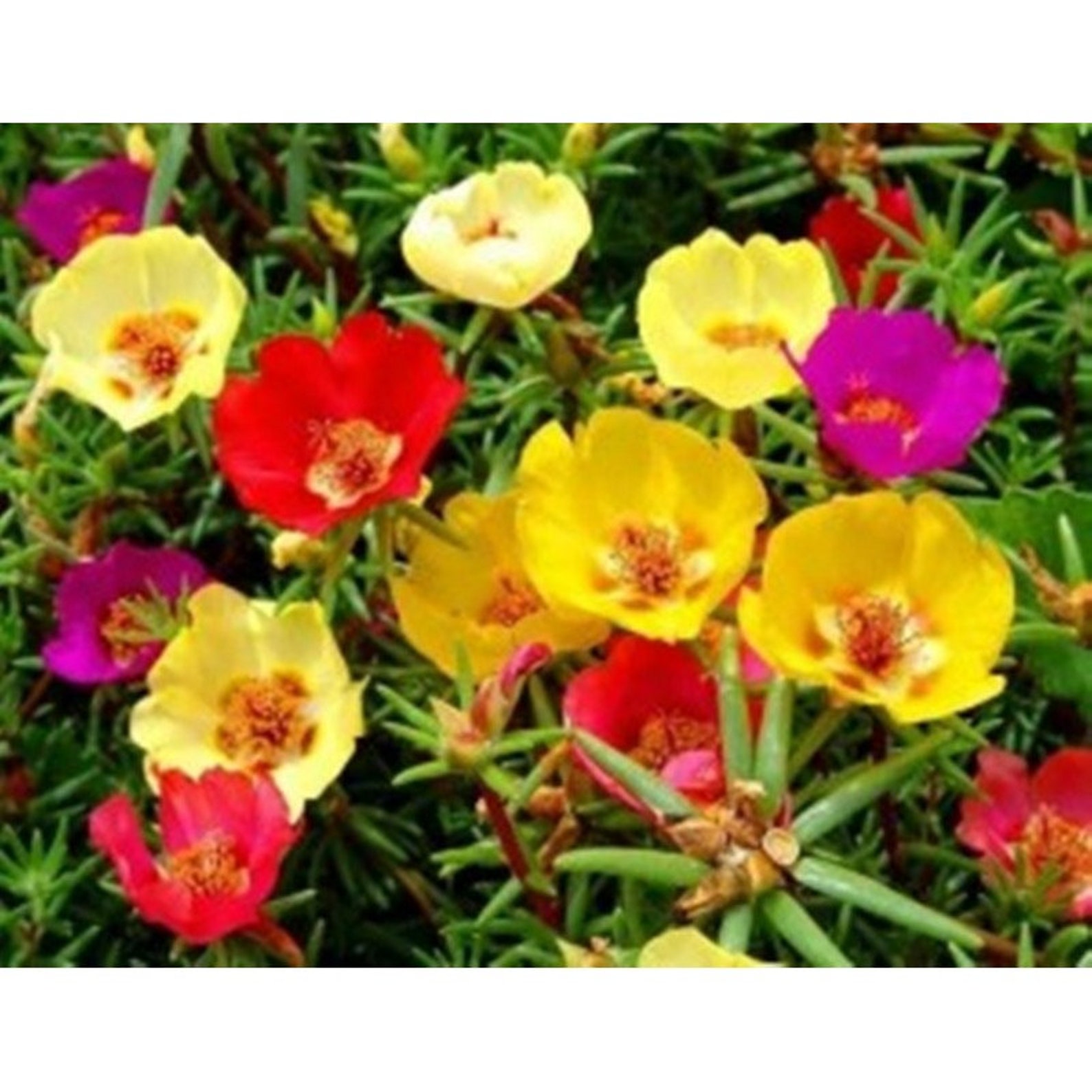 MossRose LargeFlowered Mix Open Pollinated Seeds NON GMO for Etsy