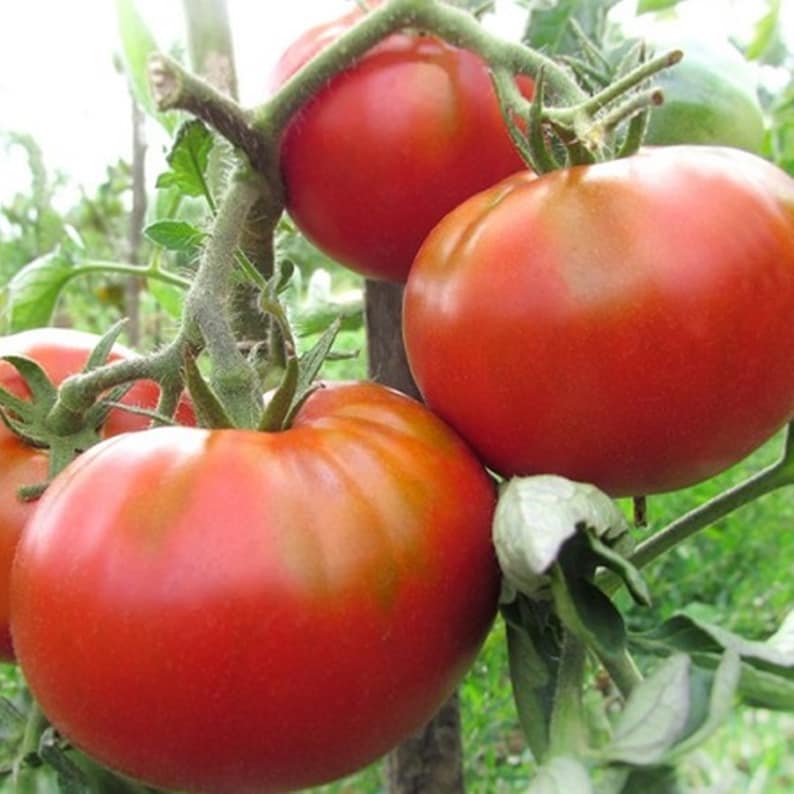 Картофельный сорт помидор. Картофель томаты сорт. Сорт помидор картофельный малиновый. Картофельный сорт помидор. Томат картофельный малиновый.