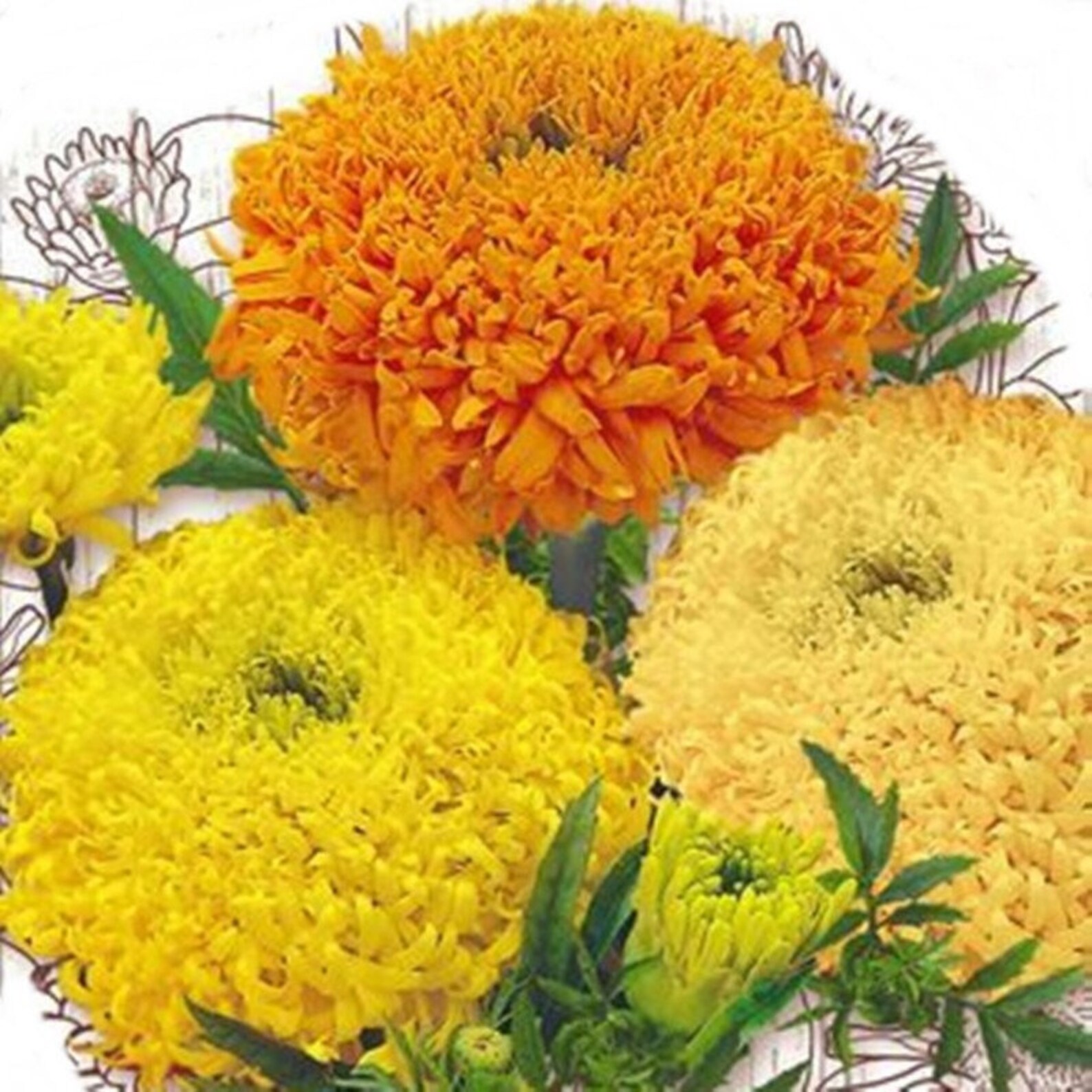 Mexican Marigold Fantastic Mix Seeds Annual Flowering NON GMO Etsy UK