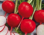 Radish Duro Seeds Heirloom NON GMO for Planting 201903