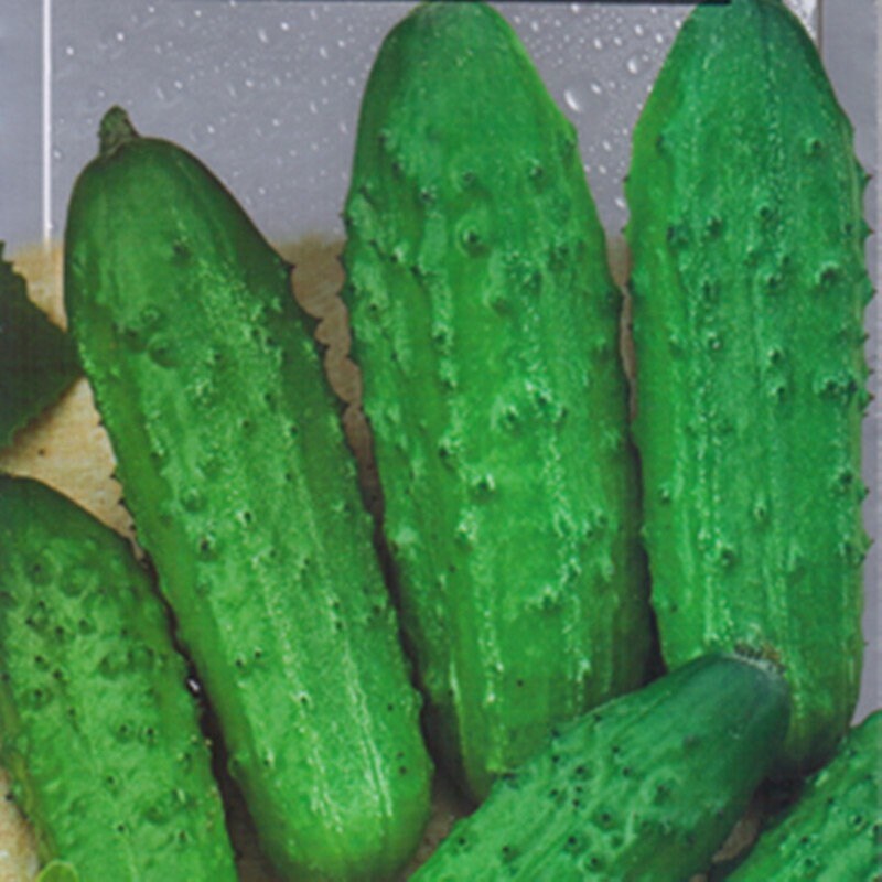 Cucumber Hasbulat F1 Hybrid NON GMO Vegetable Seeds