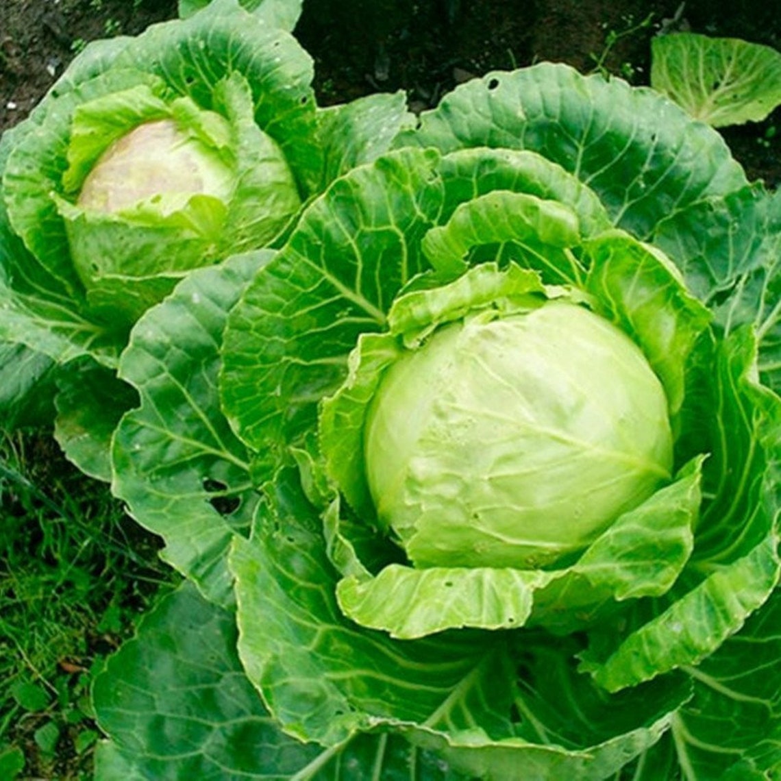 Ballhead Cabbage Olga Heirloom Seeds NON GMO for Planting Etsy