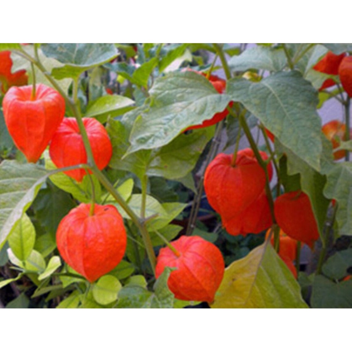 Tomatillo Strawberry Heirloom Seeds NON GMO for Planting Etsy