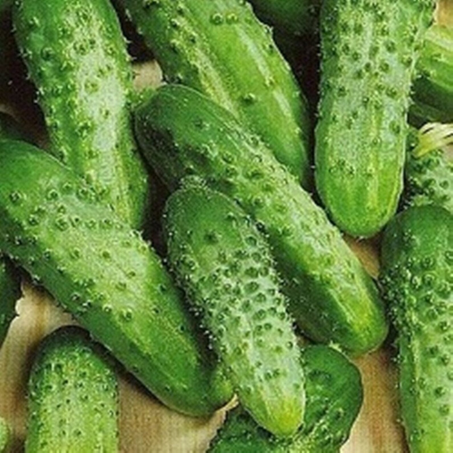 Cucumber Field Heirloom Seeds NON GMO for Planting 203959 | Etsy