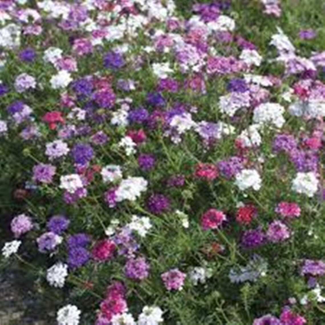 Verbena Hanging Basket Mix Hybrid Seeds NON GMO for Planting Etsy