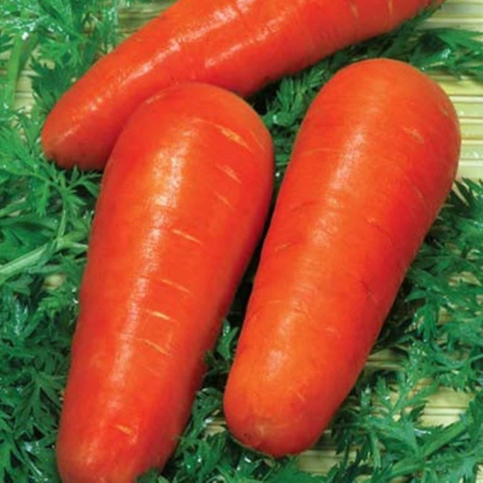 Купить Семена Моркови Хорошие