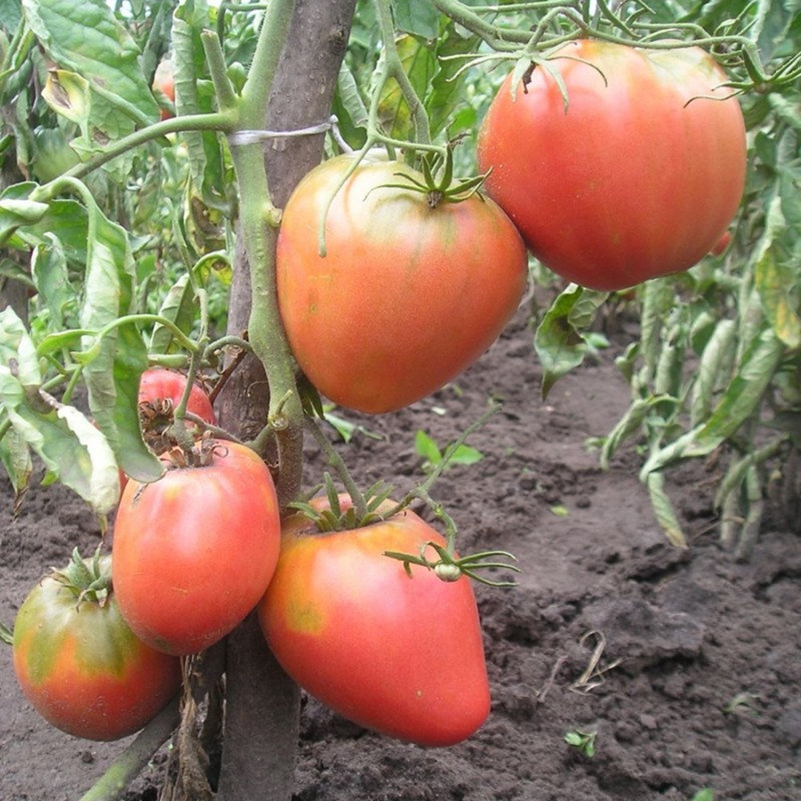 Сорт помидор король лондона. Томат король красоты. Томат король лондон описание сорта. Король лондона томаты отзывы. Томат король лондон описание сорта.