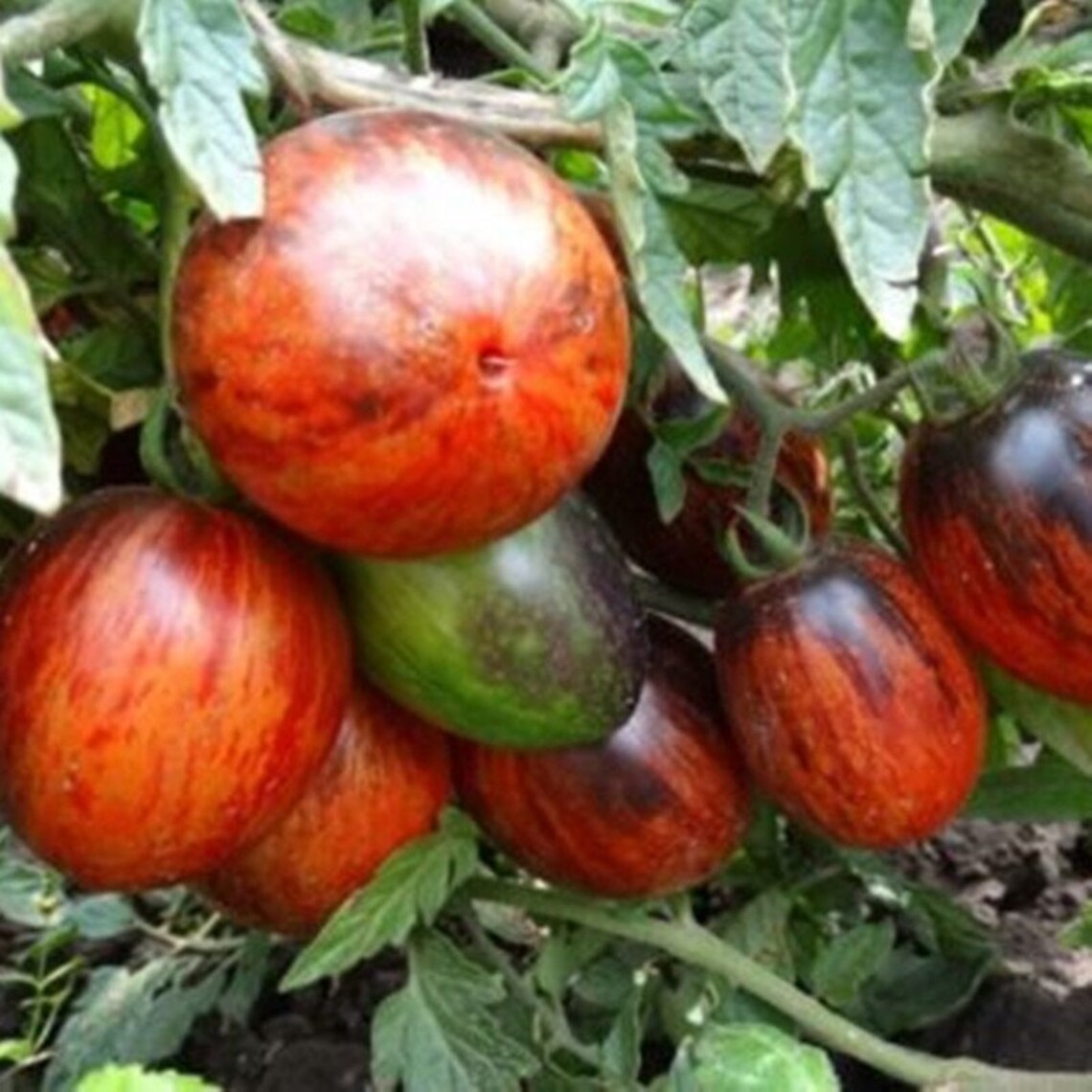 Tomato Gargamel Heirloom Seeds NON GMO for Planting 204029 | Etsy