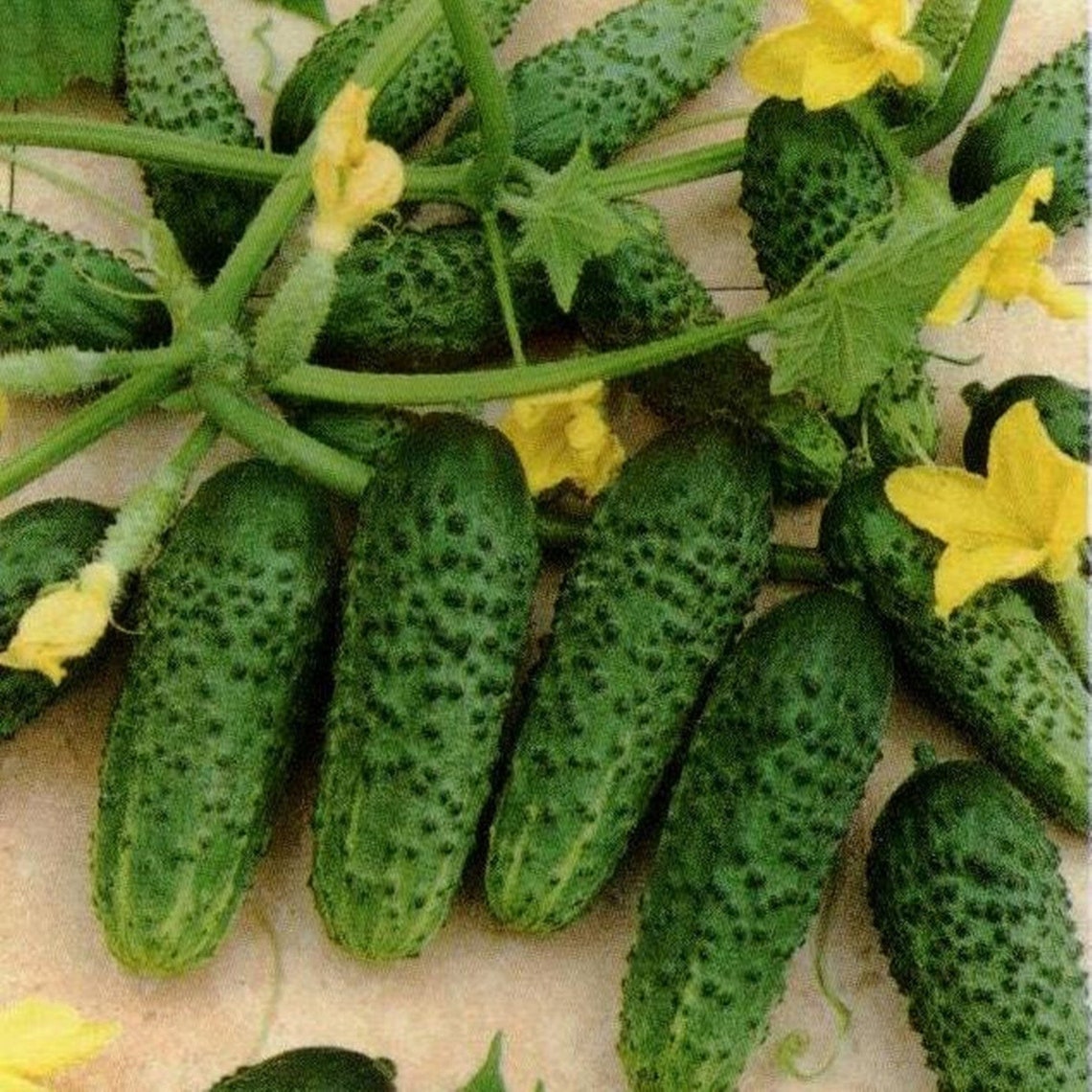 Cucumber Bush Cornichon Heirloom Seeds NON GMO for Planting Etsy