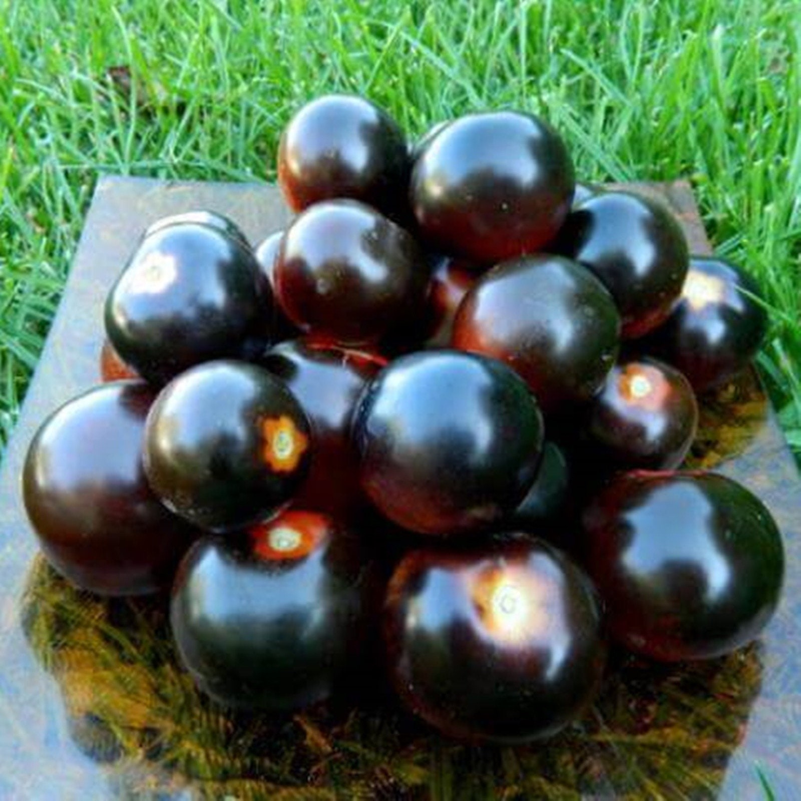 Купить семена черного томата. Томат черная гроздь f1. Семена томат черная гроздь f1. Черри Кумато. Семена "шоколадная гроздь" томат.