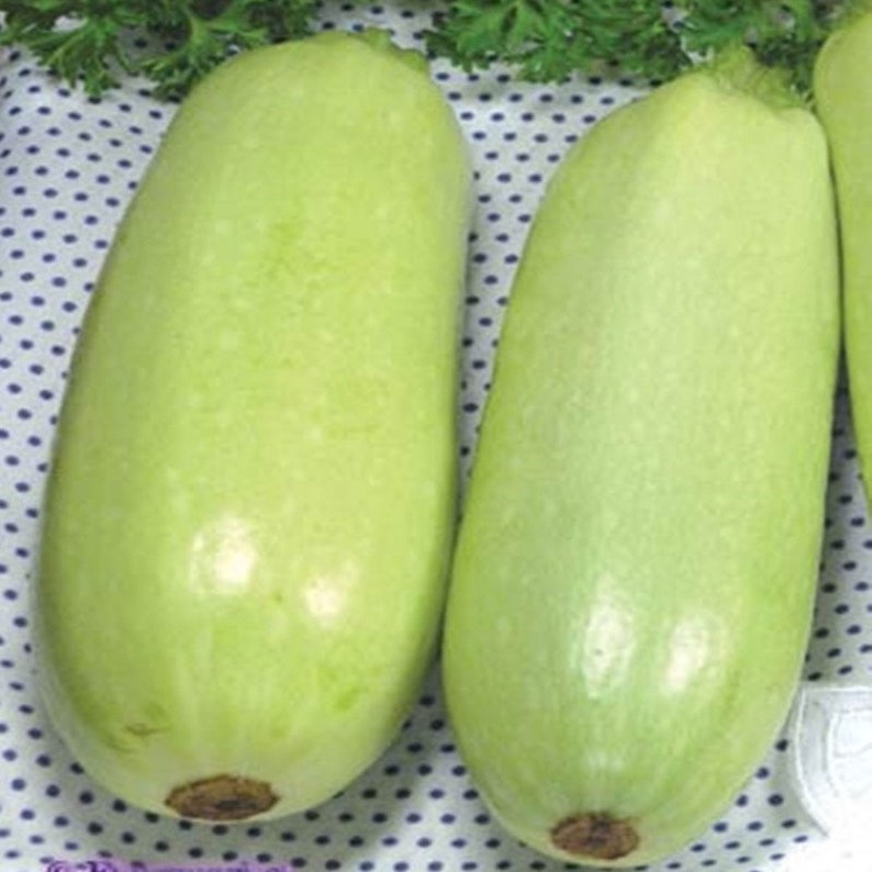 Squash Zucchini Cavili F1 Seeds Selfpollinating NON GMO for Etsy