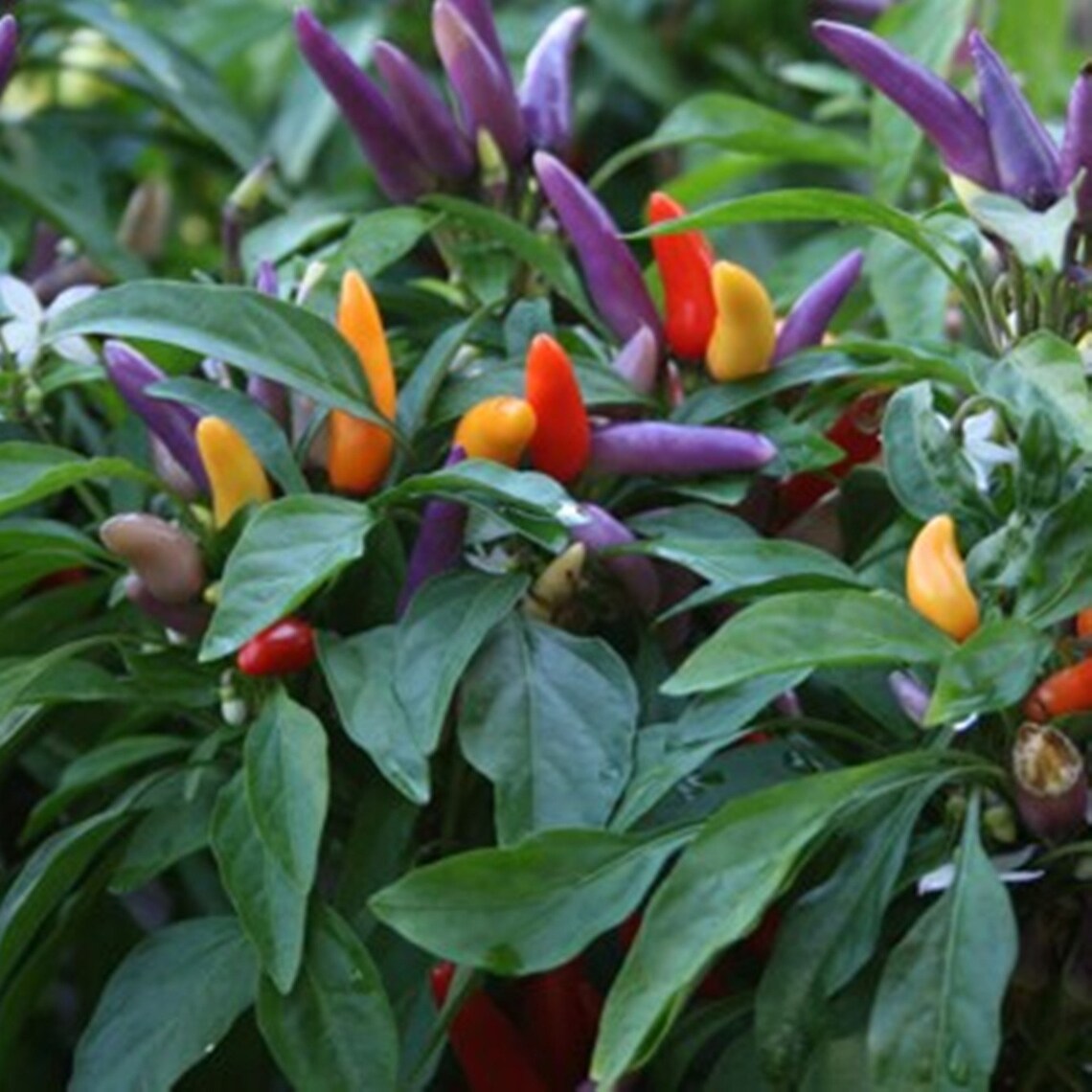 Ornamental Hot Chili Pepper Masquerade Heirloom Seeds NON GMO Etsy