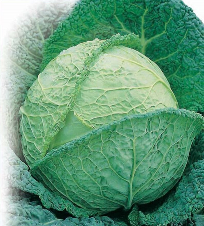 Savoy Cabbage