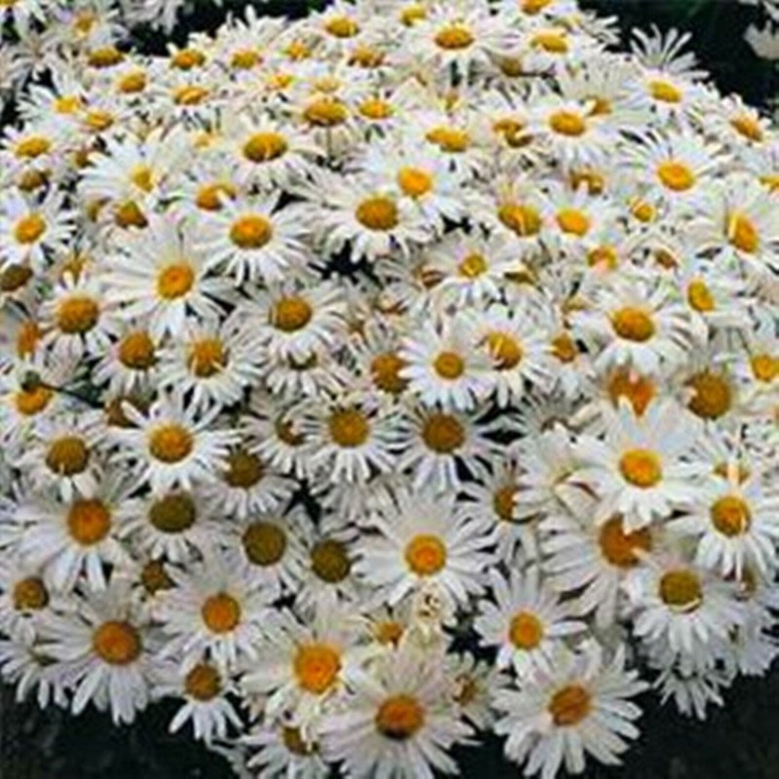 Daisy Silver Princess Seeds Perennial Flowering NON GMO for Etsy
