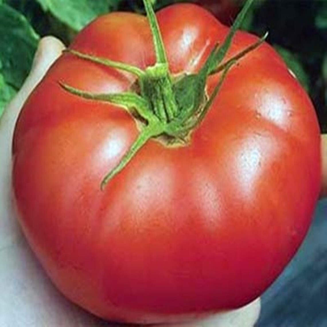 Tomato Sugar Pud Heirloom Seeds NON GMO for Planting 203192 Etsy