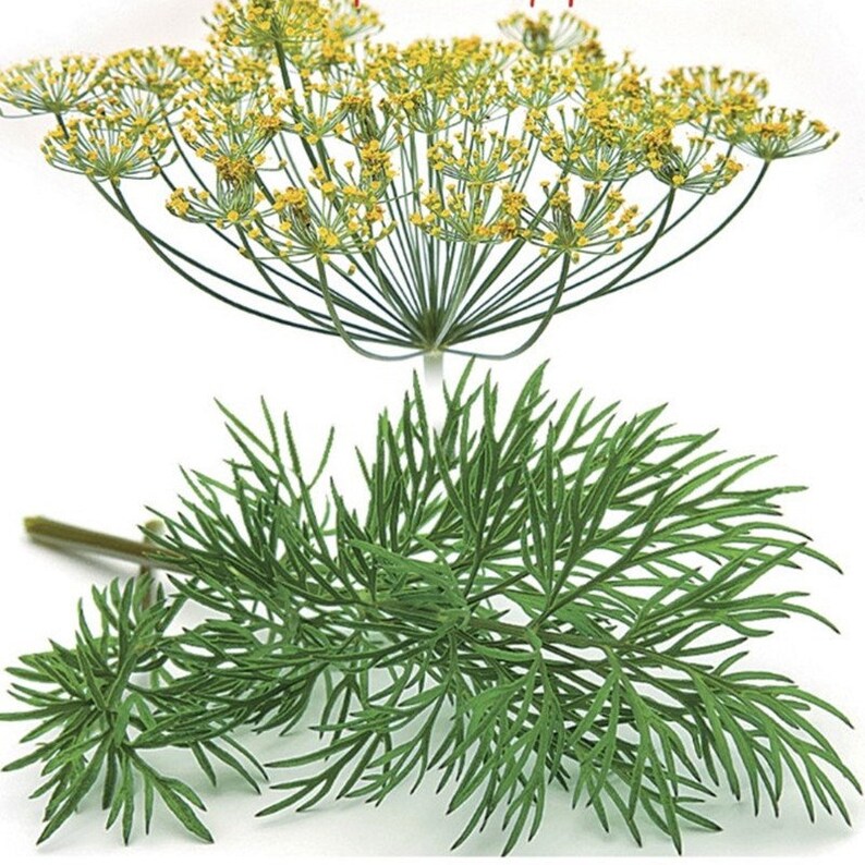 Dill Mammoth Long Island Seeds NON GMO for Planting 204006 Etsy