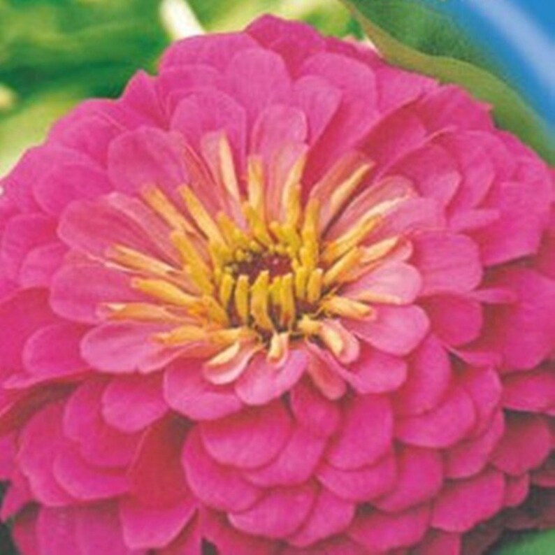 Zinnia Illumination Heirloom / Open Pollinated Seeds NON GMO Etsy