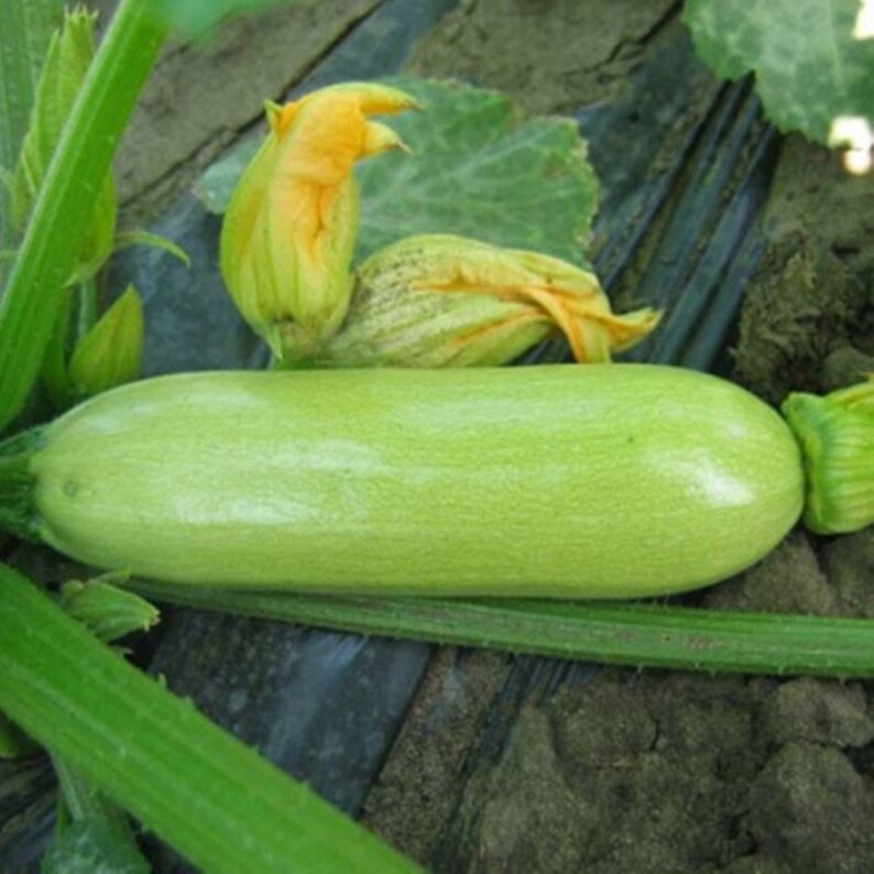 Squash Zucchini Cavili F1 Seeds Selfpollinating NON GMO for Etsy