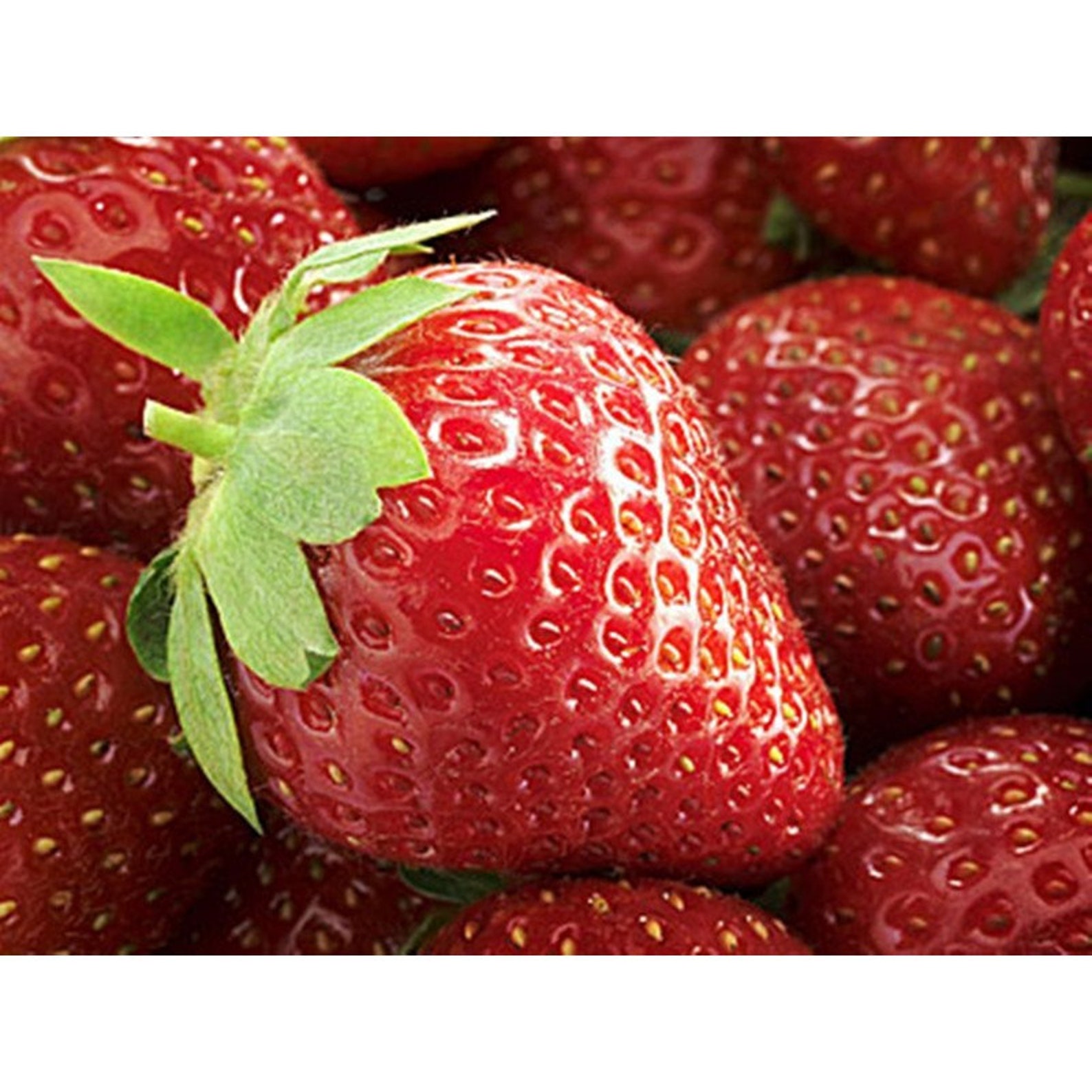 Garden Strawberry Fresca Heirloom Seeds NON GMO for Planting Etsy