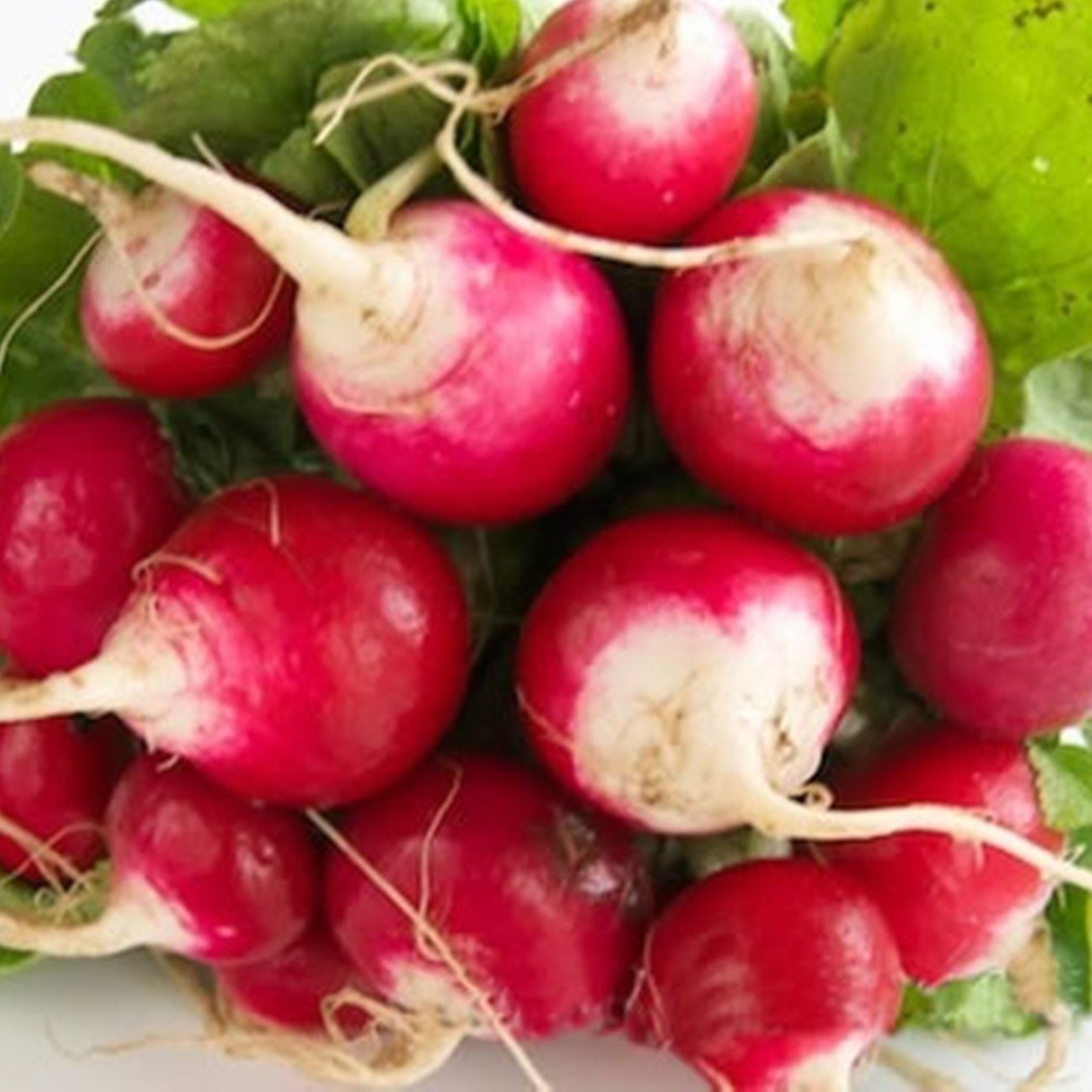 Radish Red With A White Tip Heirloom Seeds NON GMO for Etsy