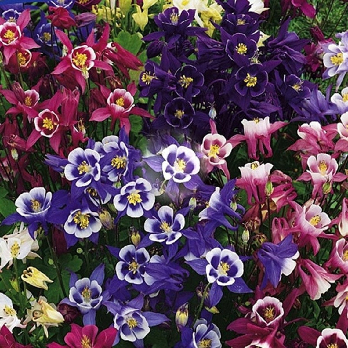 Dwarf Columbine Open Pollinated Seeds NON GMO for Planting Etsy