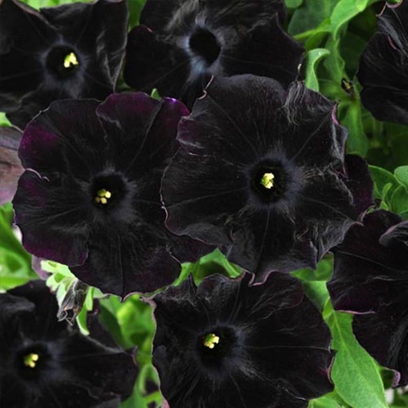 Dwarf Petunia Black Velvet F1 Hybrid Seeds NON GMO for