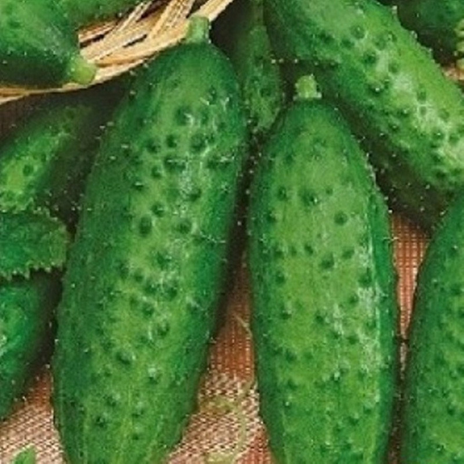 Cucumber Moravian Gherkin F1 Hybrid Seeds NON GMO for Planting Etsy
