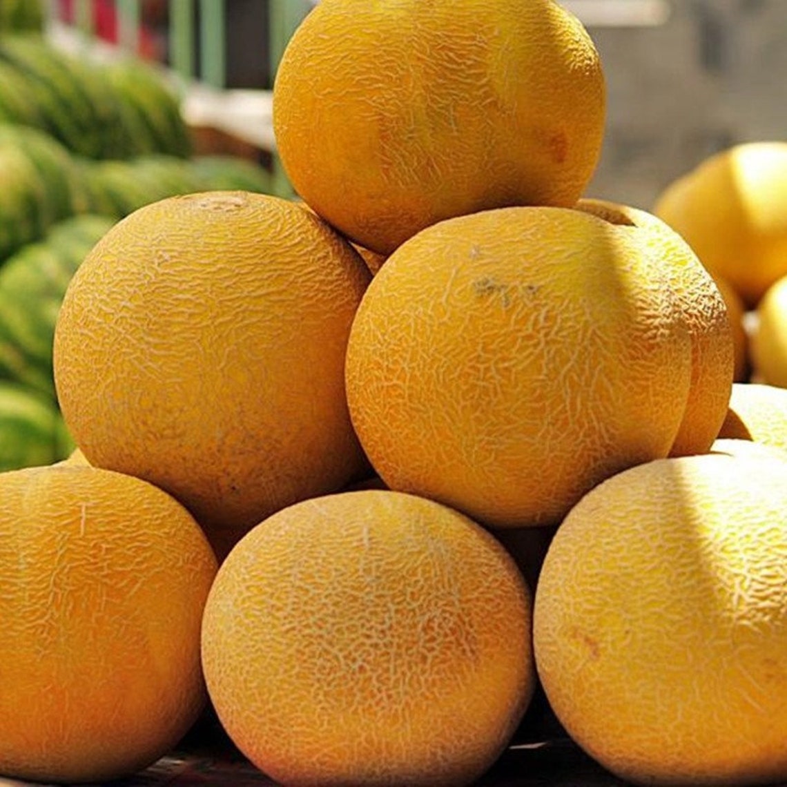 Melon Collective Farmers Wife Heirloom Seeds NON GMO for Etsy