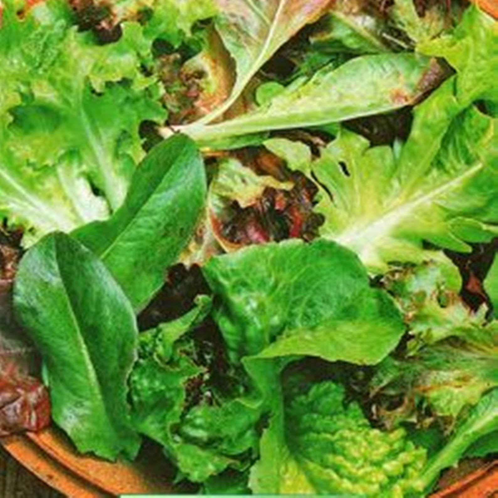 Baby Leaf Lettuce Vitamin Assortment Heirloom Seeds NON GMO Etsy