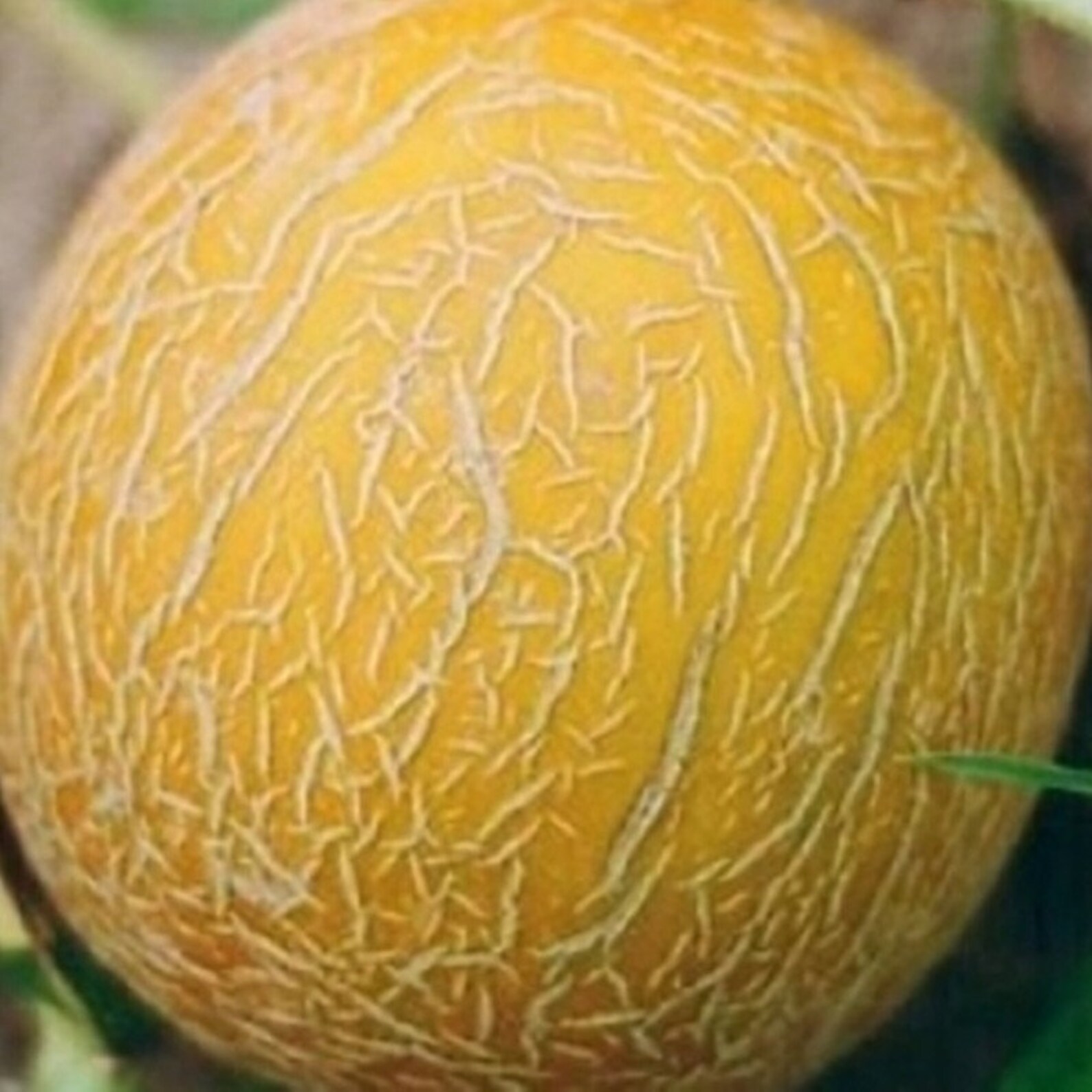 Melon Collective Farmers Wife Heirloom Seeds NON GMO for | Etsy