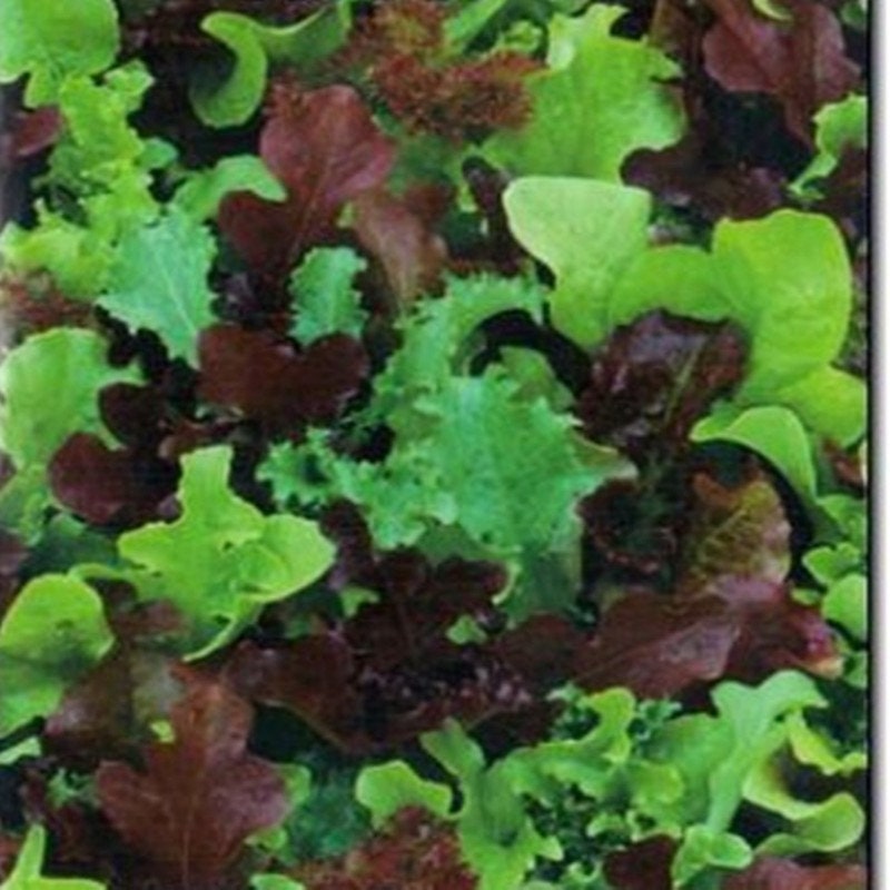 Baby Leaf Lettuce Vitamin Assortment Heirloom Seeds NON GMO Etsy
