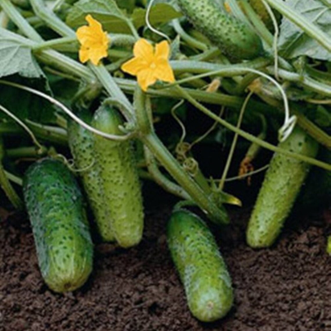 Cucumber Bush Cornichon Heirloom Seeds NON GMO for Planting Etsy