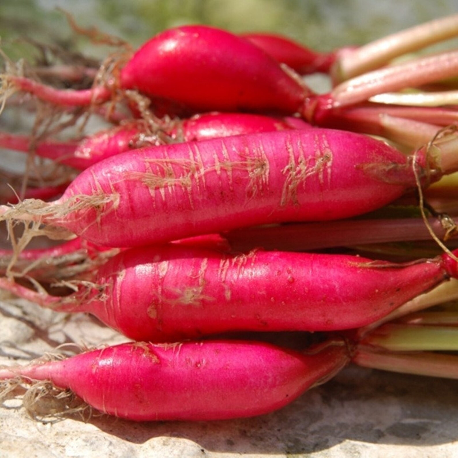 Daikon Radish Shunkyo Semi Long Heirloom Seeds NON GMO for Etsy