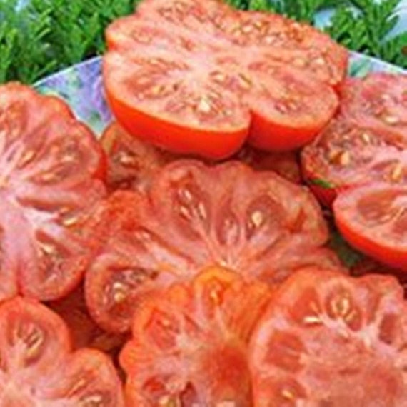 RARE Organic Heirloom Red Giant Tomato ''Belmonte'' ~30 Top Quality Seeds 
