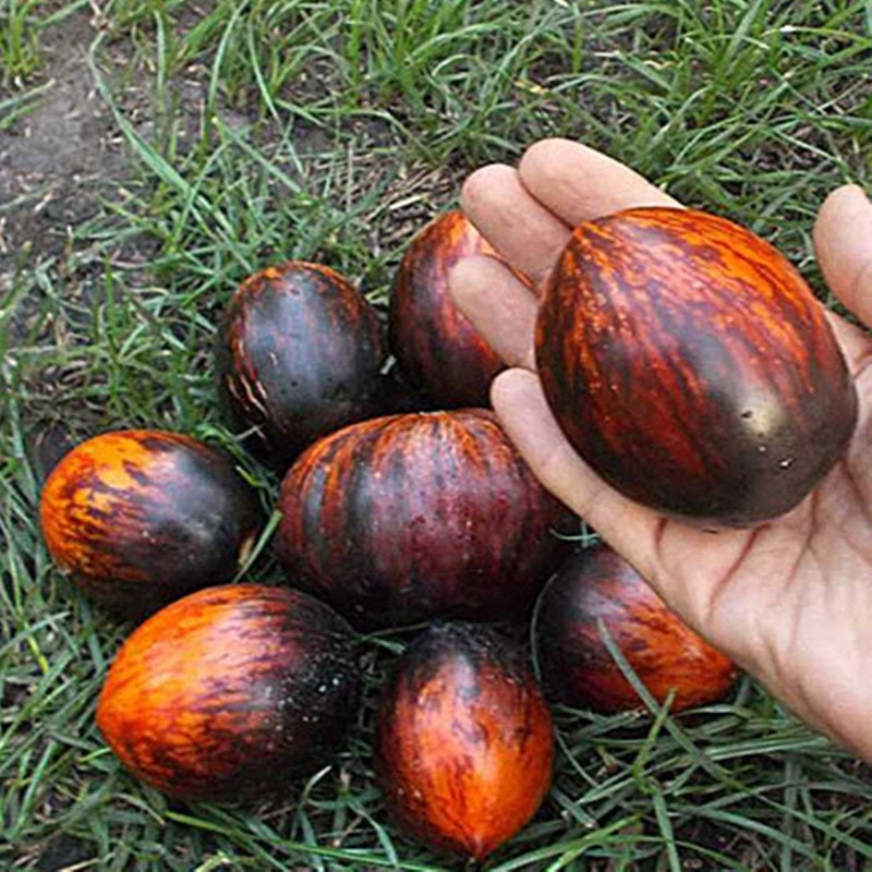 Tomato Gargamel Seeds Heirloom NON GMO for Planting 204029 - Etsy