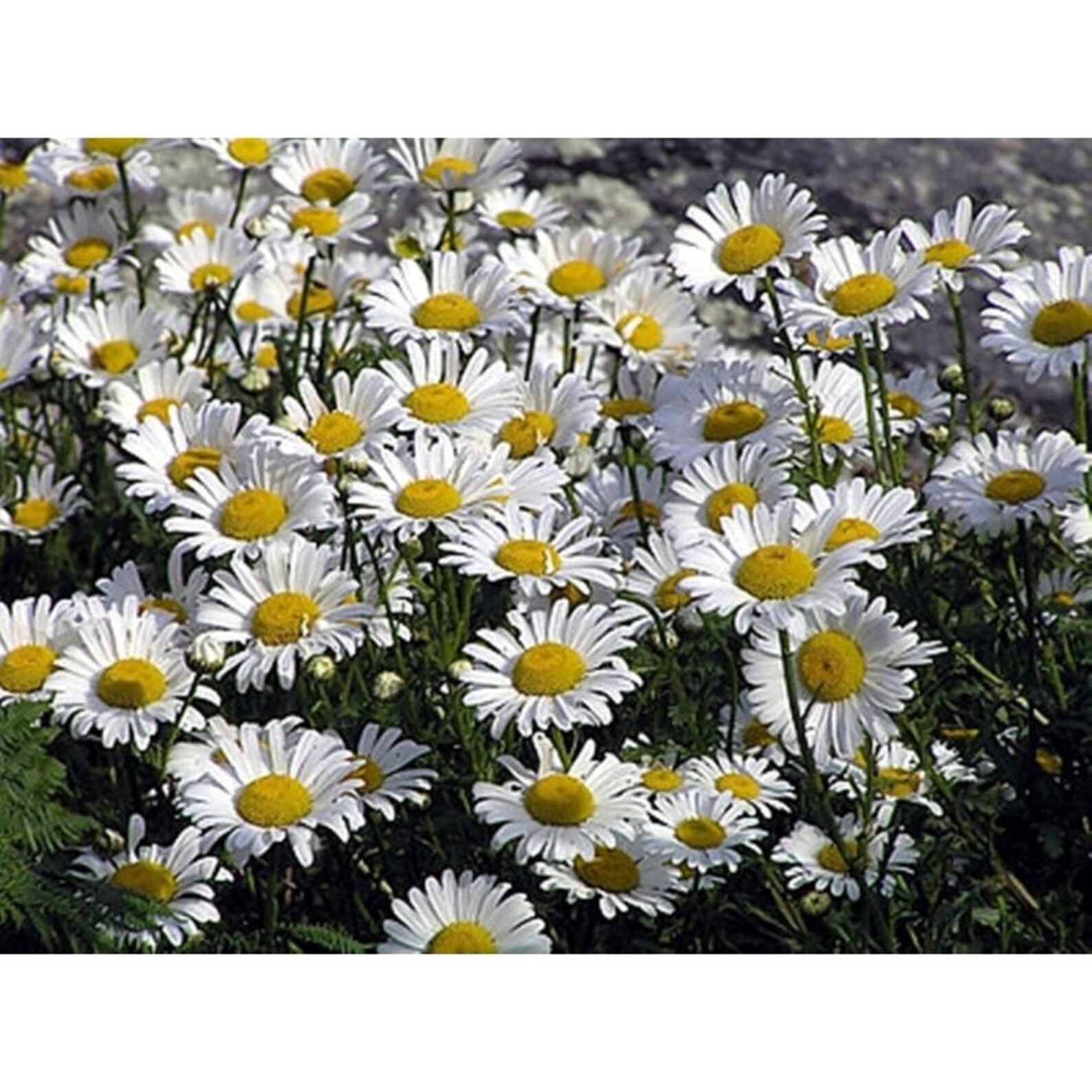 Daisy Silver Princess Seeds Perennial Flowering NON GMO for Etsy