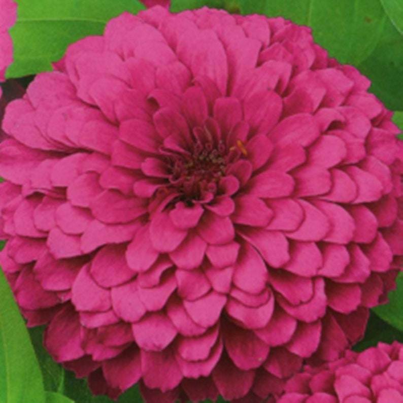Zinnia Illumination Heirloom / Open Pollinated Seeds NON GMO Etsy