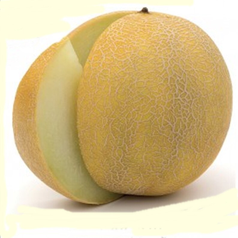 Melon Early Galia Heirloom Seeds NON GMO for Planting 203882 Etsy