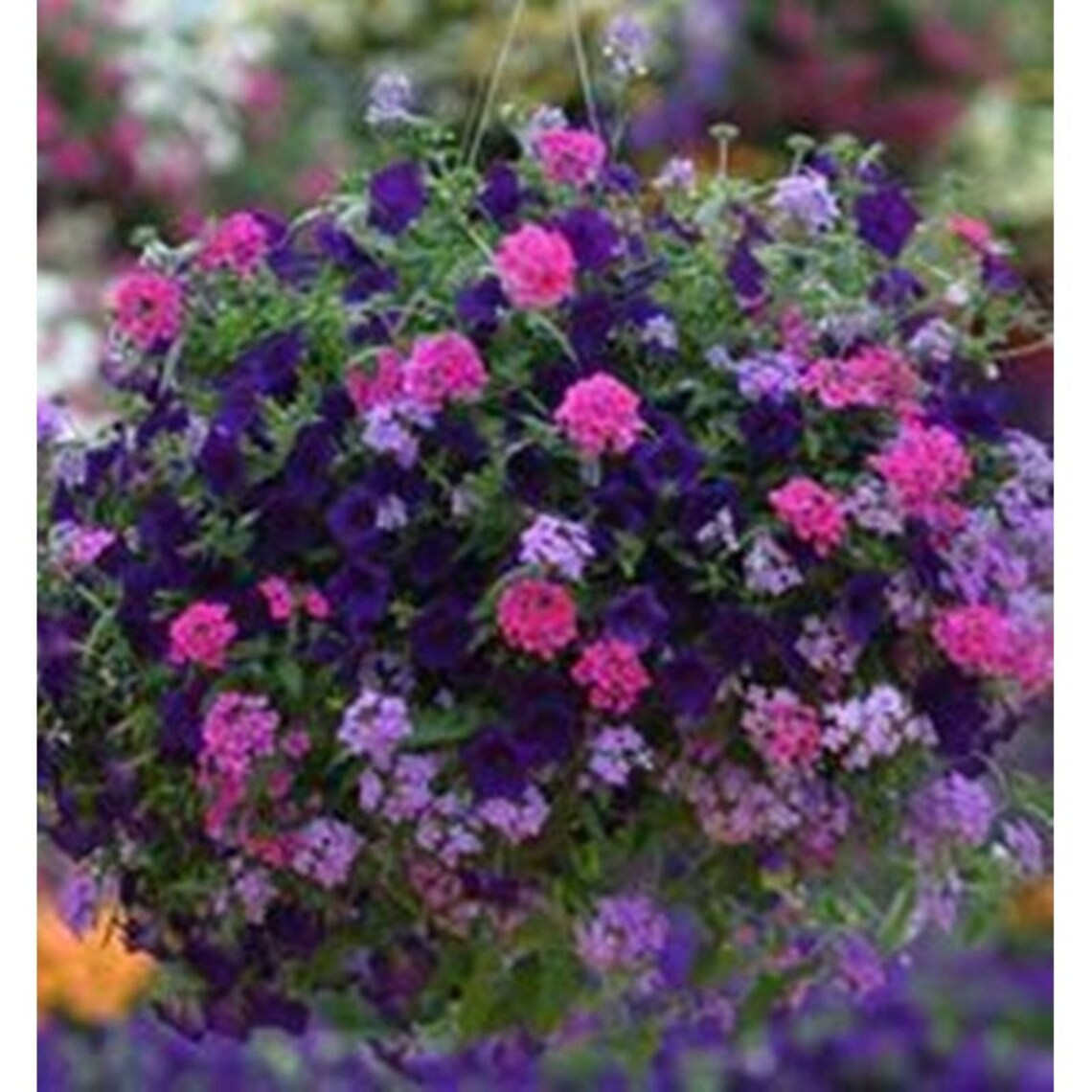 Verbena Hanging Basket Mix Seeds Annual Hybrid NON GMO for Etsy